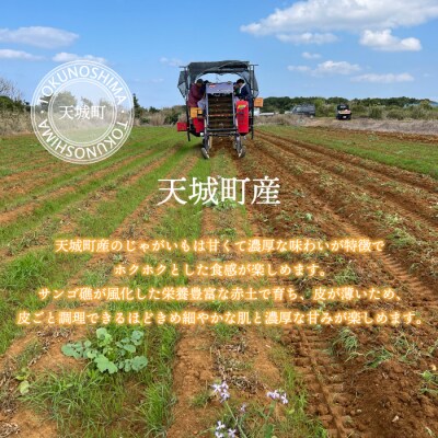 新じゃが 徳之島 天城町産 赤土じゃがいも 10kg M～2L 混合サイズ 南部ガーデン ジャガイモ