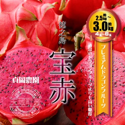 貞岡農園 プレミアム ドラゴンフルーツ 赤玉 2.5～3kg(4玉～6玉)天城町産 徳之島宝赤