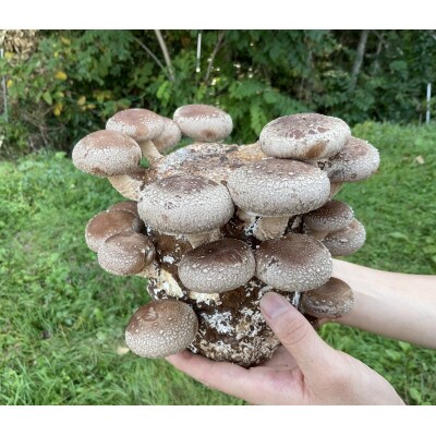 北海道むかわ町産　乾燥スライスしいたけ　100g×2袋セット(合計200g)