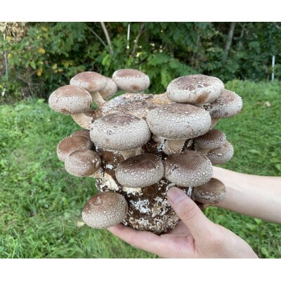 北海道むかわ町産　乾燥スライスしいたけ　100g×3袋セット(合計300g)