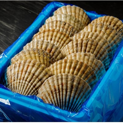 鵡川漁協発!天然活ホタテ貝(生3kg)