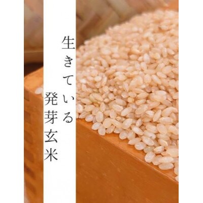 清流鵡川発 発芽玄米500g×5袋