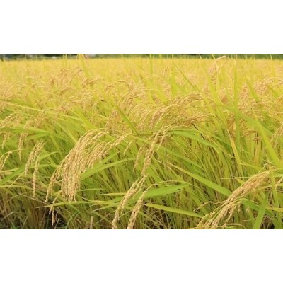 令和3年産お米食べくらべセット10kg