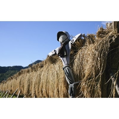 田村市産ひとめぼれ20kg(5kg×4袋)