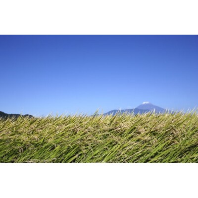 【無洗米】田村産ひとめぼれ10kg 【令和6年産】