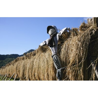 【無洗米】田村産天のつぶ10kg 【令和6年産】