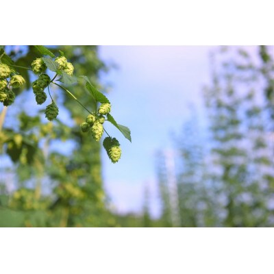 【樽生!クラフトビール】ホップジャパンWhite【3L】