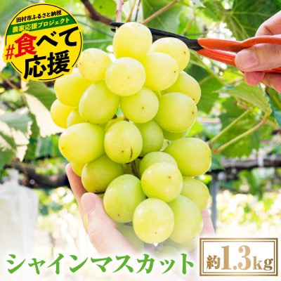 【先行受付・2026年10月より順次発送予定】シャインマスカット 約1.3kg
