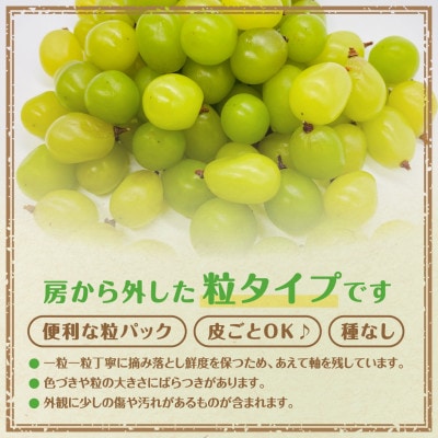 【2025年10月上旬より順次発送予定】ぶどう食べ比べパック 約300g×4パック