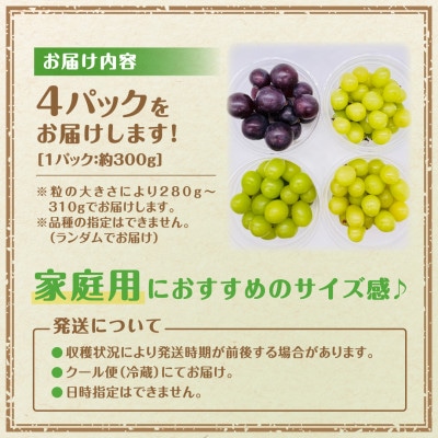 【2025年10月上旬より順次発送予定】ぶどう食べ比べパック 約300g×4パック