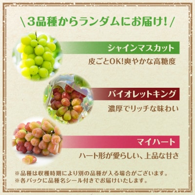 【2025年10月上旬より順次発送予定】ぶどう食べ比べパック 約300g×4パック