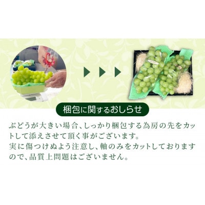 【2026年発送】ゴルビー 約1kg