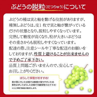 【2026年発送】ゴルビー 約1kg