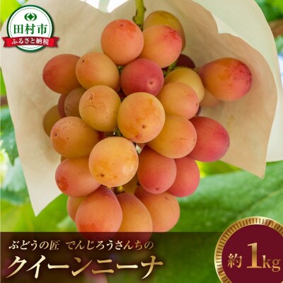 【2026年発送】クイーンニーナ 約1kg