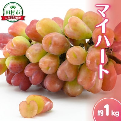 【2026年発送】マイハート 約1kg