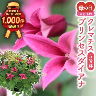 【先行受付 2026年母の日 】クレマチス「プリンセスダイアナ」5号鉢 ギフトラッピング付き