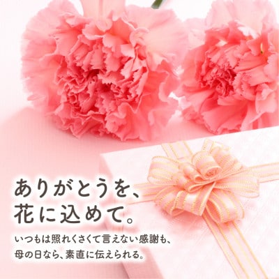 【先行受付 2026年母の日 】クレマチス「エールフクシマ」5号鉢 鉢植え ラッピング付き