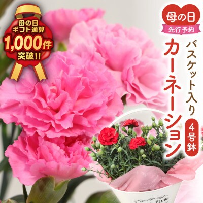【先行受付 2026年母の日】カーネーション2種「4号鉢バスケット入り」鉢植え