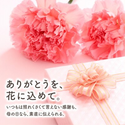 【先行受付 2026年母の日】カーネーション2種「4号鉢バスケット入り」鉢植え