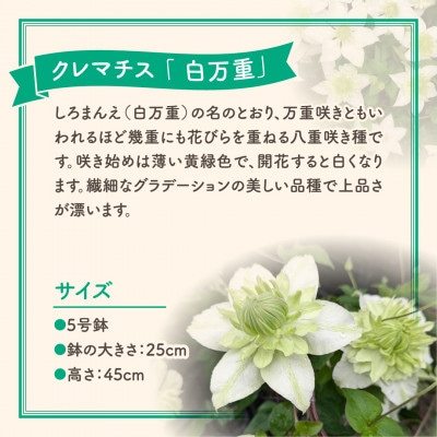 【先行受付 2026年母の日 】クレマチス「白万重」5号鉢 ギフトラッピング付き
