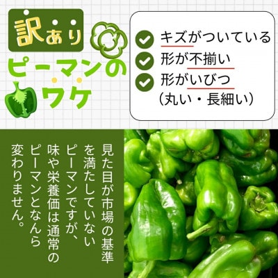 【2026年7月より順次発送予定】訳あり 規格外 ピーマン 3kg