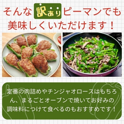 【2026年7月より順次発送予定】訳あり 規格外 ピーマン 3kg