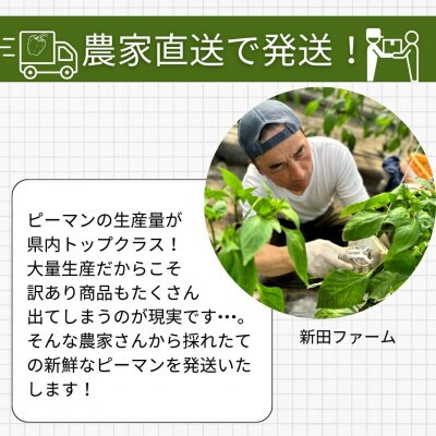 【2026年7月より順次発送予定】訳あり 規格外 ピーマン 3kg