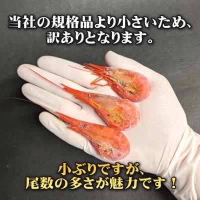 【訳あり】【たっぷり約100尾!】北海しまえび1kg 北海道野付産【数量限定】 シマエビ
