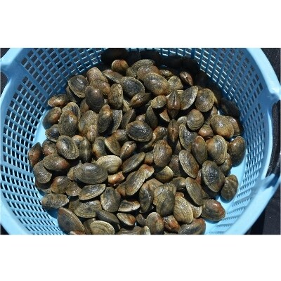 【北海道野付産】大粒天然あさり 2.5kg(100~130粒) 砂出し済みですぐ食べられる!