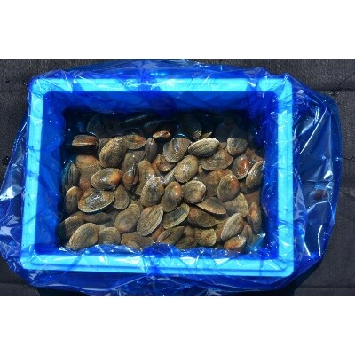 北海道野付産 大粒天然あさり 3kg 1 150粒 お礼品詳細 ふるさと納税なら さとふる 北海道野付産 大粒天然あさり 3kg 1 150粒 お礼品詳細 ふるさと納税なら さとふる