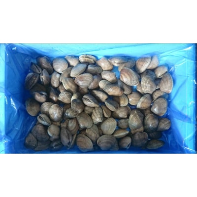 北海道別海町産アサリ 大 約3kg(80～130粒)