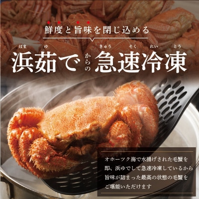 新物!朝採れ 浜ゆで オホーツク産 大 毛ガニ 冷凍 600g前後× 1尾【ふるさと納税】