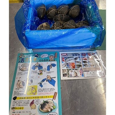 貝殻付　活ホッキ　大サイズ　3kg相当(8～12個)　鮮度抜群!剥きやすい状態でお届け!