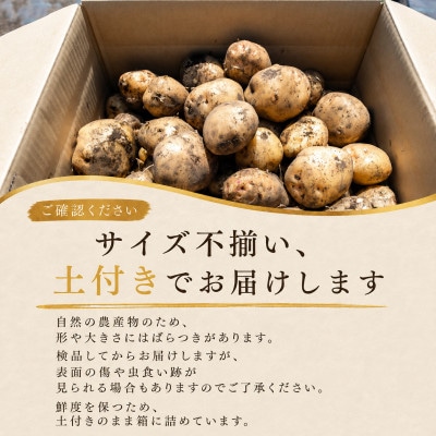 訳あり じゃがいも10kg 2種食べ比べ 北海道別海町産 きたあかり 男爵 など品種おまかせ