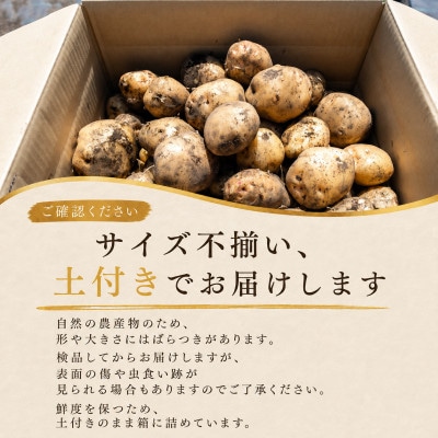 訳あり じゃがいも8kg 2種食べ比べ 北海道別海町産 きたあかり 男爵 など品種おまかせ