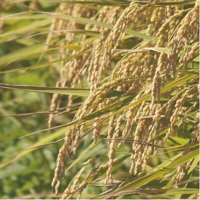 庄内米定期便!はえぬき無洗米7kg(3月中旬より発送開始 入金期限:2020.2.25)