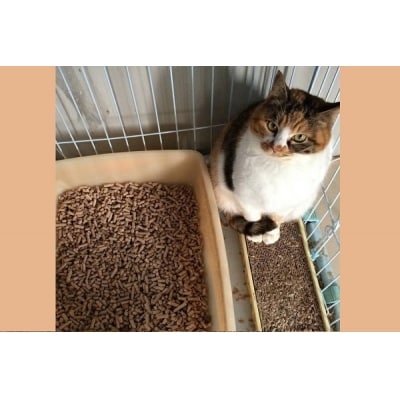 森の猫砂