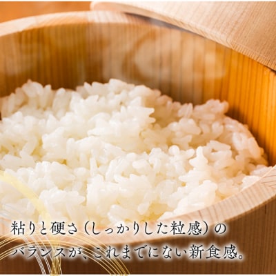 雪若丸 10kg 令和6年産 2024年産