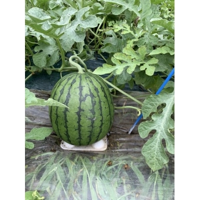 【R8.7月下旬より順次発送】農園貞太郎小玉スイカ ルパン 3～4玉(入金期限:2026.7.10)