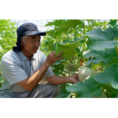【8月より順次発送】アールスメロン 大玉1玉(入金期限:2025.7.31)