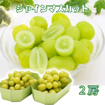 【R8.9月中旬より順次発送 】庄内町産シャインマスカット 2房(入金期限:2026.8.31)