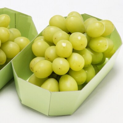 【R8.9月中旬より順次発送 】庄内町産シャインマスカット 2房(入金期限:2026.8.31)