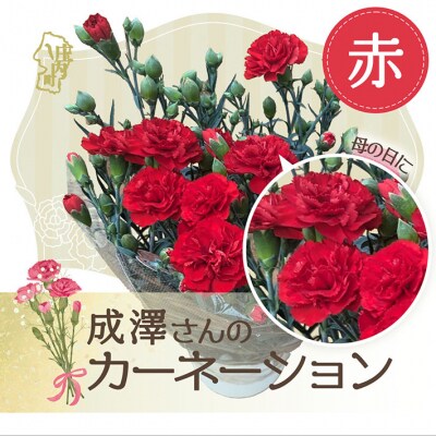 【R8.5月初旬より順次発送】成澤さんのカーネーション 赤(入金期限:2026.4.30) 母の日