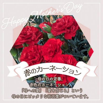 【R8.5月初旬より順次発送】成澤さんのカーネーション 赤(入金期限:2026.4.30) 母の日