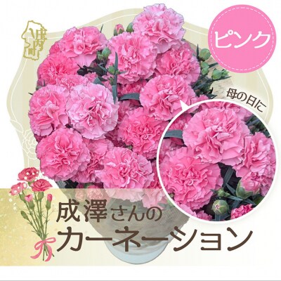 【R8.5月初旬より順次発送】成澤さんのカーネーション ピンク(入金期限:2026.4.30)