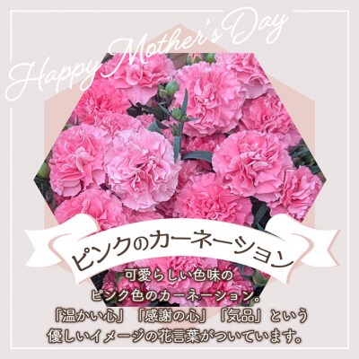 【R8.5月初旬より順次発送】成澤さんのカーネーション ピンク(入金期限:2026.4.30)
