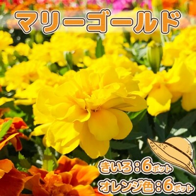 【5月下旬発送】ガーデニング用花苗 マリーゴールド 12ポット(入金期限:2025.5.20)