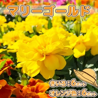【5月下旬発送】ガーデニング用花苗 マリーゴールド 12ポット(入金期限:2026.5.20)