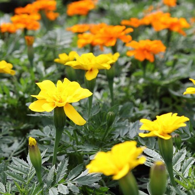 【R8.5月下旬発送】ガーデニング用花苗 マリーゴールド 12ポット(入金期限:2026.5.20)
