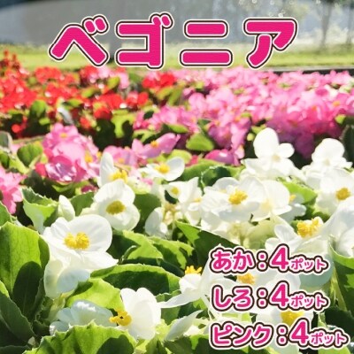 【5月下旬発送】ガーデニング用花苗 ベゴニア 12ポット(入金期限:2025.5.20)